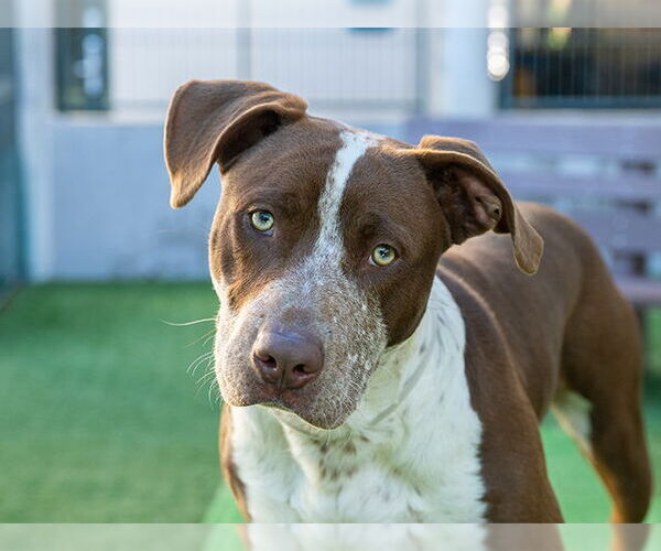 Medium Photo #2 Mutt Puppy For Sale in Pasadena, CA, USA