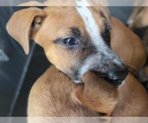 Boxer Dogs for adoption in San Antonio, TX, USA