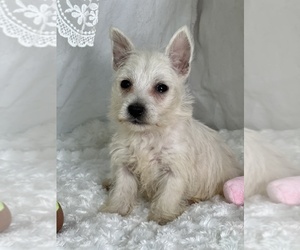 West Highland White Terrier Puppy for sale in SCHOHARIE, NY, USA