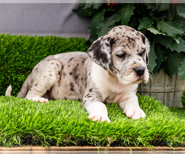 Medium Photo #3 Great Dane Puppy For Sale in WAKARUSA, IN, USA