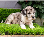 Small #2 Great Dane