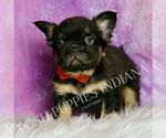 Small #4 French Bulldog