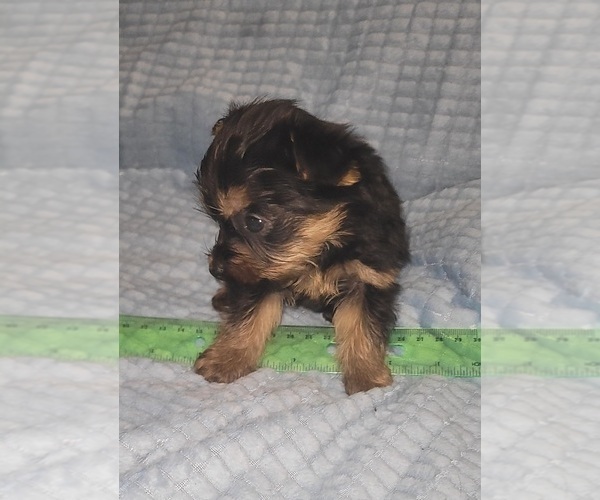 Medium Photo #254 Yorkshire Terrier Puppy For Sale in AKRON, OH, USA