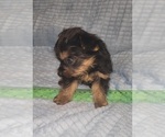 Small Photo #254 Yorkshire Terrier Puppy For Sale in AKRON, OH, USA