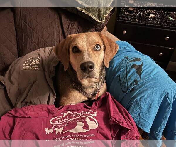 Medium Photo #6 Mutt Puppy For Sale in Forest, VA, USA