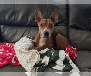 Champ - Male Mutt Dog for Adoption - Photo #4