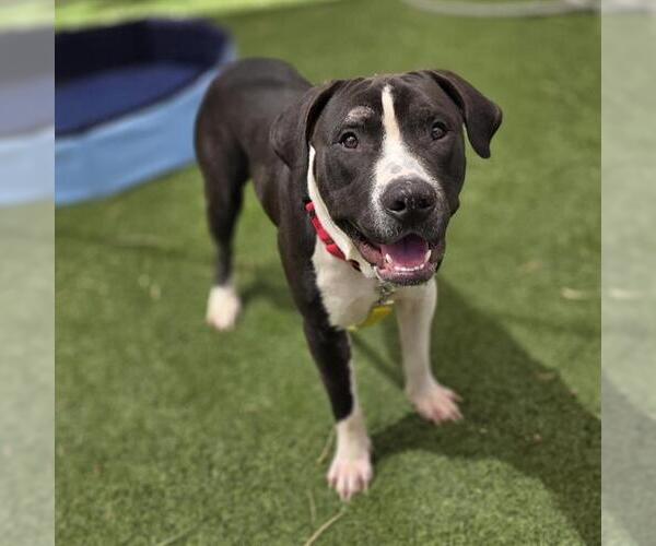 Medium Photo #2 Mutt Puppy For Sale in Las Vegas, NV, USA