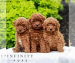 Small #1 Goldendoodle (Miniature)
