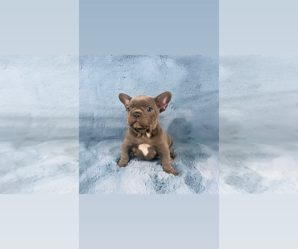 Medium Photo #2 French Bulldog Puppy For Sale in PHILA, PA, USA