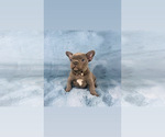 Small Photo #2 French Bulldog Puppy For Sale in PHILA, PA, USA