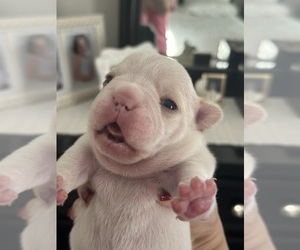 French Bulldog Puppy for sale in ROYSE CITY, TX, USA