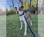 Small #4 American Pit Bull Terrier Mix
