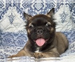 Image preview for Ad Listing. Nickname: Sadie