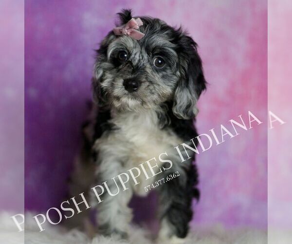 Medium Photo #5 Cavapoo (Miniature) Puppy For Sale in WARSAW, IN, USA