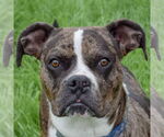 Small Photo #1 Boxer-Catahoula Leopard Dog Mix Puppy For Sale in Huntley, IL, USA