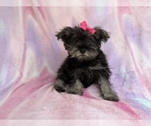 Medium Photo #6 Schnauzer (Miniature) Puppy For Sale in LAKELAND, FL, USA