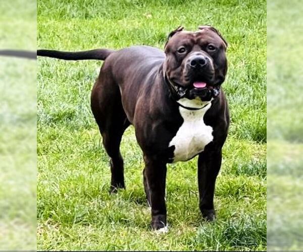 Medium Photo #2 American Pit Bull Terrier Puppy For Sale in Ventura, CA, USA