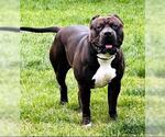 Small #1 American Pit Bull Terrier