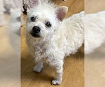Small #3 Maltipoo