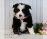 Small #4 Miniature Australian Shepherd