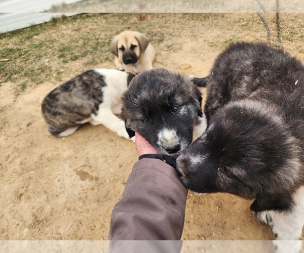 Medium Photo #11 Anatolian Shepherd Puppy For Sale in CUMBY, TX, USA