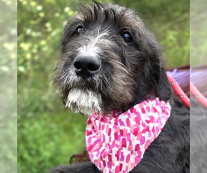 Poodle (Standard)-Unknown Mix Dogs for adoption in Elmsford, NY, USA