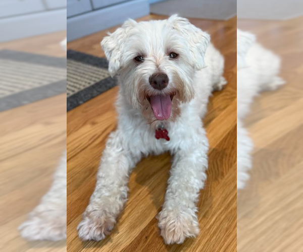 Medium Photo #2 Maltese-Unknown Mix Puppy For Sale in San Diego, CA, USA