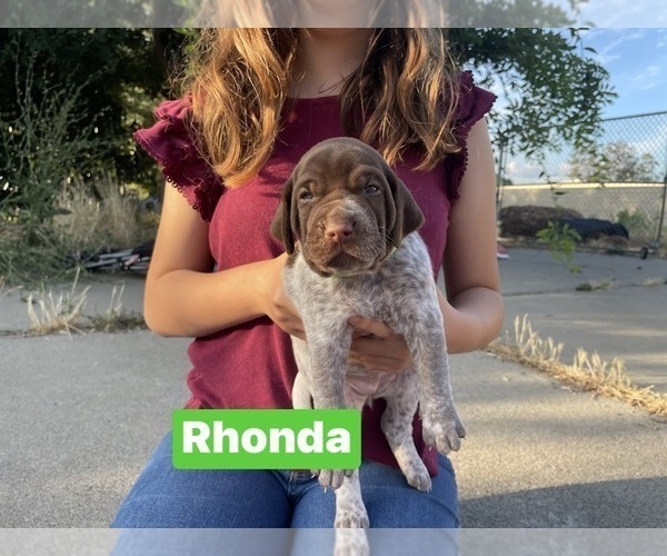Medium Photo #17 Pointer Puppy For Sale in SACRAMENTO, CA, USA