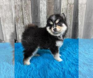 Pomsky Puppy for Sale in BELLEVUE, Iowa USA