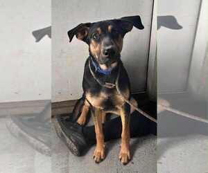 Doberman Pinscher-Unknown Mix Dogs for adoption in Evansville, IN, USA