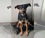 Small Doberman Pinscher Mix