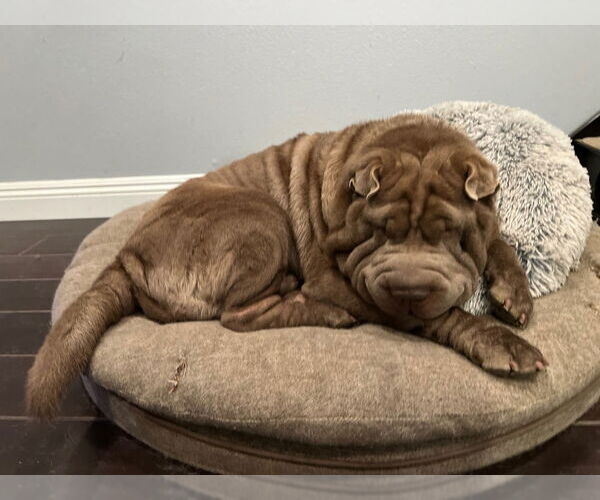 Medium Photo #2 Chinese Shar-Pei Puppy For Sale in Dana Point, CA, USA