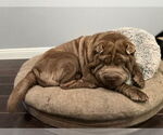 Small #1 Chinese Shar-Pei