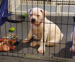 Small Photo #10 American Bulldog Puppy For Sale in WEST GROVE, PA, USA