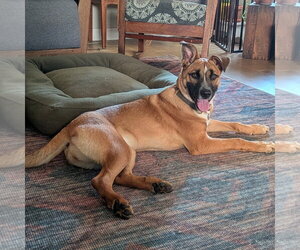 American Bulldog-Unknown Mix Dogs for adoption in Fenton, MO, USA