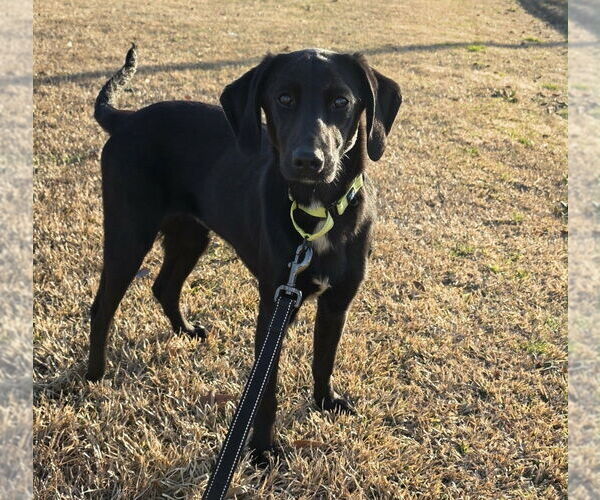 Medium Photo #2 Colonial Cocker Spaniel-Unknown Mix Puppy For Sale in Boston, MA, USA