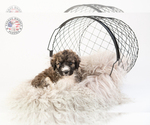 Small Photo #9 Saint Berdoodle Puppy For Sale in LEAVENWORTH, IN, USA