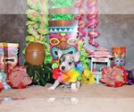 Puppy Yolo Chihuahua