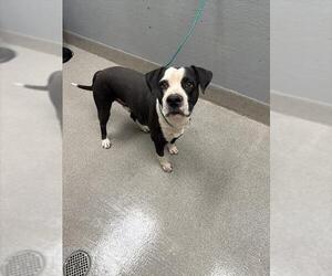 Mutt Dogs for adoption in Las Vegas, NV, USA