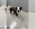 Small Mutt