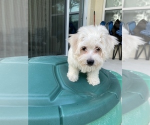 Coton de Tulear Puppy for sale in VERO BEACH, FL, USA