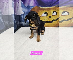 Medium Dachshund Mix