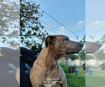 Small #5 Labrador Retriever Mix