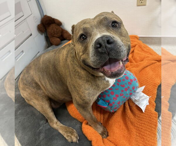 Medium Photo #2 American Staffordshire Terrier Puppy For Sale in Rohnert Park, CA, USA