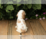 Small #4 Cocker Spaniel