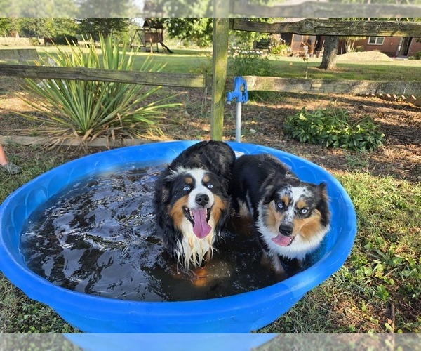 Medium Photo #1 Miniature Australian Shepherd Puppy For Sale in RUSSELLVILLE, AL, USA