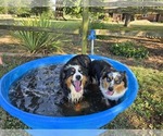 Small Photo #1 Miniature Australian Shepherd Puppy For Sale in RUSSELLVILLE, AL, USA