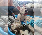 Small #2 American Pit Bull Terrier-American Staffordshire Terrier Mix