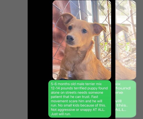 Medium Photo #7 Carolina Dog-Labrador Retriever Mix Puppy For Sale in Des Moines, IA, USA