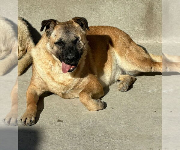 Medium Photo #7 German Shepherd Dog-Unknown Mix Puppy For Sale in Lake Forest, CA, USA